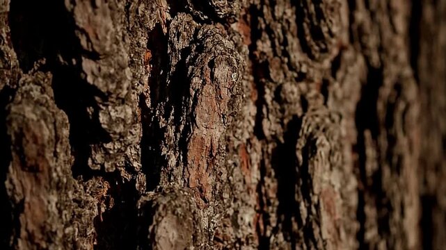 Closeup reveals textured bark of a tree showcasing brown and dark hues with shadows