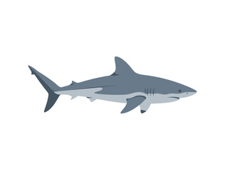 Fototapeta premium Sleek Gray Shark Illustration, Side Profile, Aquatic Predator