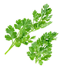 fresh cilantro herb isolated on transparent background.