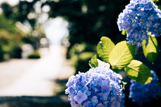 「きれいな花」の写真素材 | 5,666,280件の無料イラスト画像 | Adobe Stock