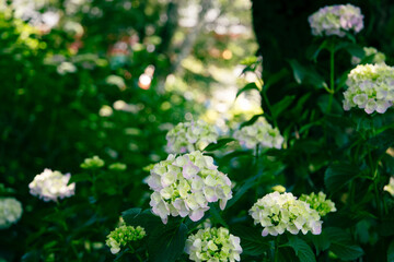 綺麗な白と薄ピンクの紫陽花