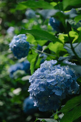 静かに咲く紫陽花