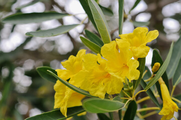 Tecoma stans, also known as Yellow Elder or Yellow Trumpet Bush, selective focus