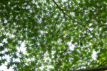 初夏の青もみじ