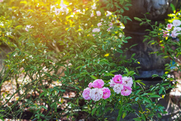 Beautiful rugosa rose, beach rose, Japanese rose, Ramanas rose or letchberry blooming in natural garden. Wild rose, Ramanas rose or Rosa rugosa rubra blooming on green leafy bush. Flower of love.