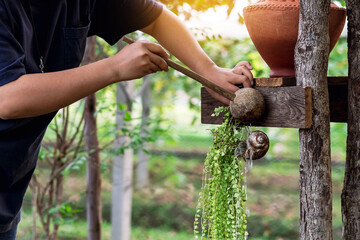 Hand of woman use coconut shell water dipper to watering Million Hearts or Dischidia ruscifolia in garden. Wooden ladle used for scooping up water container in rural.Traditional watering of plants