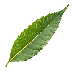Obraz premium A whole single neem leaf isolated on a transparent background