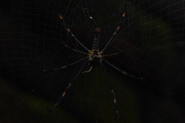 Delicate Daddy Long-legs Spider with long, thin legs and small body, commonly found in homes, feeds...