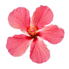 Hibiscus or rose mallow flower, Tropical pink flower isolated on white background, with clipping path 
