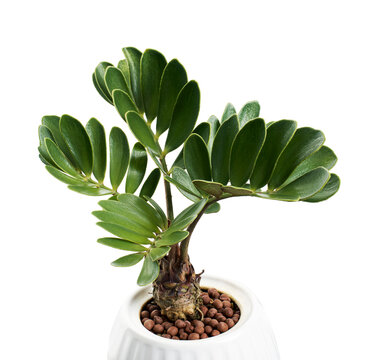 Cardboard palm, Zamia furfuracea, Mexican cycad in pot, isolated on white background, with clipping path 