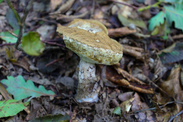 Among the forest litter of fallen leaves and branches, a mushroom with a brown cap and a white textured stem grows. This photograph demonstrates the beauty and unique details of the wild.