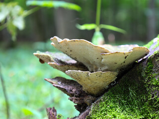 A group of tinder fungi grows on an old, moss-covered stump, creating a multi-layered composition.