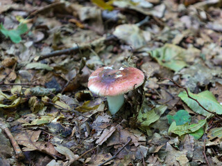 In the very heart of the autumn forest, among fallen leaves and branches, a small mushroom with a...