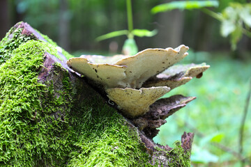 On the remains of an old stump covered with bright green moss, large tinder fungi grow, creating an...