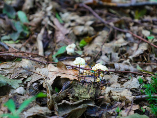 Tiny pale mushrooms with thin stems sprout on a small piece of wood, surrounded by autumn leaves...