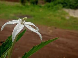 A delicate white flower, Isotoma longiflora, covered in fresh raindrops after the rain. Macro...