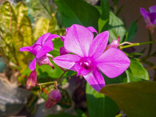 purple orchid flower