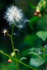 Fototapeta premium flower, and leaf nature photography, closeup