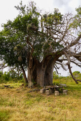 Daytime Safari Landscapes in the Serengeti