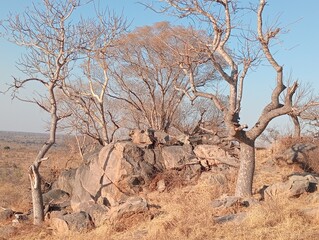 trees and rocks in the kruger national park