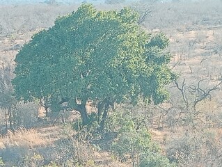  tree in midday heat