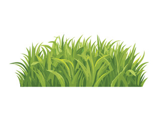 Fresh Green Grass Bush Isolated on Ground