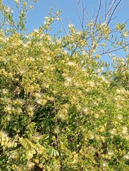 green tree with yellow flowers in winter