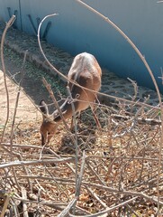 deer next to a restaurant in the Kruger national park