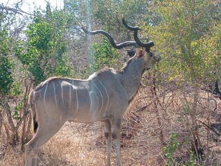 Buck in kruger national park