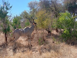 Game in the kruger