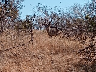 wild buck in the kruger game reserve