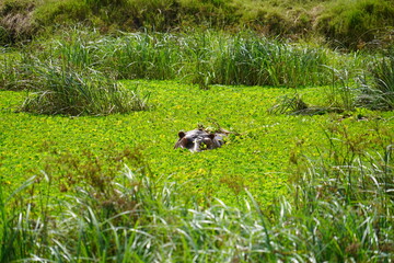 Daytime Safari Landscapes in the Serengeti