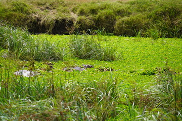 Daytime Safari Landscapes in the Serengeti