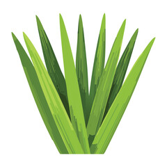 Close-up of Green Grass with White Tips