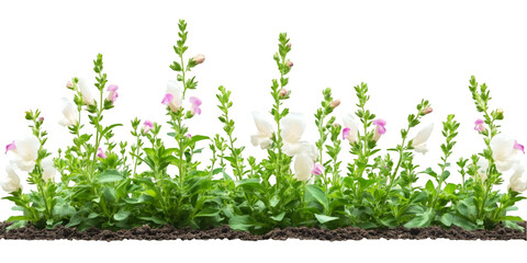 Snapdragon Bloom with Green Foliage Transparent Background
