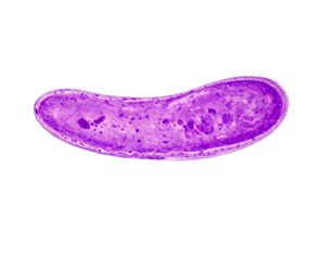 Microscopic view of purple cell nucleus with vacuoles, science research, biology study, abstract science