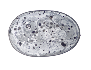 Captivating macro shot of swirling gray and black ink creating abstract patterns and textures