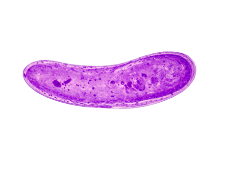 Microscopic view of purple cell nucleus with vacuoles, science research, biology study, abstract science