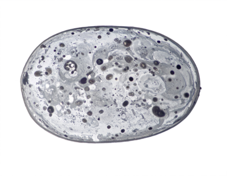 Captivating macro shot of swirling gray and black ink creating abstract patterns and textures - Powered by Adobe