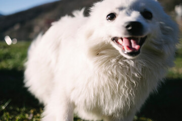 Happy White Dog Outdoors in Sunlight