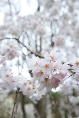 Japanese Cherry Blossom Closeup