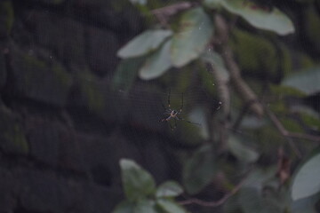 Delicate Daddy Long-legs Spider with long, thin legs and small body, commonly found in homes, feeds on insects and pests.