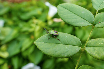 A green shield bug rests peacefully on a leaf in a tranquil garden. The natural outdoor setting during the daytime creates a serene atmosphere, perfect for observing wildlife.