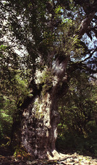 "Jomon-sugi" giant cedar under the sunshine / 晴天の陽射しを浴びる屋久杉 &rdquo;縄文杉&rdquo; の雄姿～屋久島登山道を歩く(縦ワイド撮り)