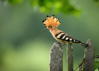 Eurasian hoopoe bird in early morning light ( Upupa epops )