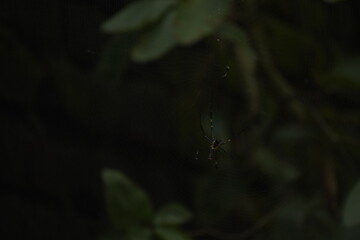 Delicate Daddy Long-legs Spider with long, thin legs and small body, commonly found in homes, feeds on insects and pests.