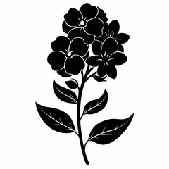 matthiola fruticulosa flower silhouette  vector on white