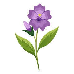 matthiola sinuata flower  vector illustration on white background