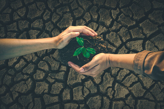 Group of people working together to plant trees in dry land to restore the forest during a severe drought.