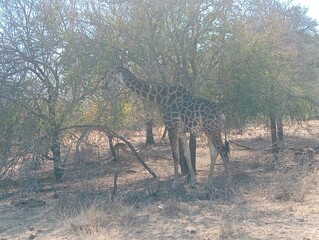 giraffe eating in a tree